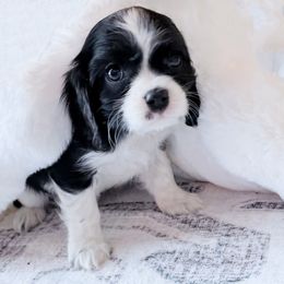 Pauly READY TODAY - Black and white male Cavalier King Charles Spaniel puppy in Richmond, Virginia from Irresistible Dachshunds & Cavaliers