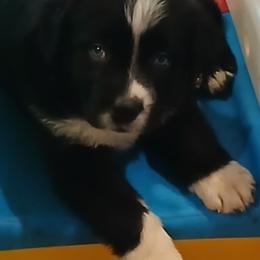 Bolt - Green - Boy - Black tri-color male Australian Shepherd puppy in Charlotte, North Carolina from Tranquility Trail Aussies