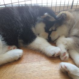 Alaskan Malamute Puppies from Jennifer Corr