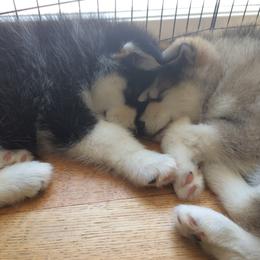 Alaskan Malamute Puppies from Jennifer Corr