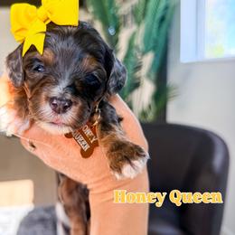 Honey Queen - Merle female Bernedoodle puppy in West Haven, Utah from Split Mountain Doodles