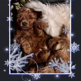 Goldendoodle Puppies from Schaefer Acres Doodles and Shepherds