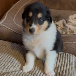 Bianca - Black white and tan female Collie puppy in Malvern, Arkansas from Lost Acres Collies