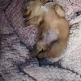 Dachshund Puppies from Michigan Rockin' Dachshunds