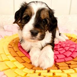 Presley - Black and white male Sheepadoodle puppy in Roseburg, Oregon from Sharon’s Sheepadoodle’s