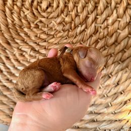 Assorted Doodle Crosses and Dachshund Puppies from Dailey Doodles and Dachshunds