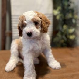 Benny - White male Cavapoo puppy in Englewood, Ohio from Hart’s Cavapoos