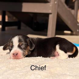 Chief - Black tan and white male Beagle puppy in Mansfield, Missouri from Rippee Creek Kennel