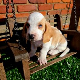 Mordecai - Lemon and white male Basset Hound puppy in Bellaire, Ohio from Blessed Bassets
