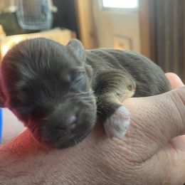 Daisy - Chocolate female Havanese puppy in Kerrville, Texas from The Happy Havanese