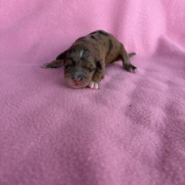 Boaz - Red merle male Aussiedoodle puppy in Jacksonville, Florida from Autumn's Aussies