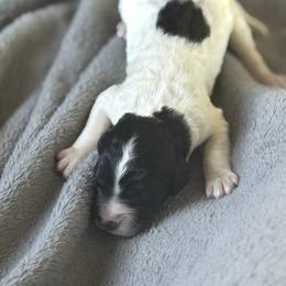 Sir Domino - Parti male Goldendoodle puppy in Duluth, Minnesota from heavenly Pups kennel