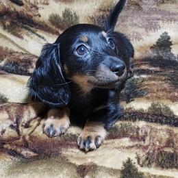 NAOMI - AKC - Dachshund puppy from Palali Farm