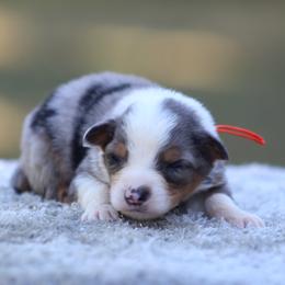 Oakley - Blue merle male Miniature Australian Shepherd puppy in Bauxite, Arkansas from J & B Mini Aussies