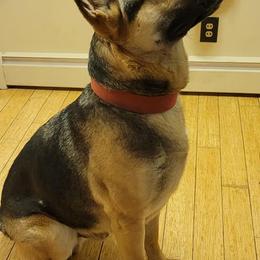 German Shepherds from CMK GERMAN SHEPHERD DOGS