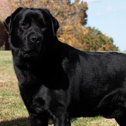 Labrador Retrievers from Tiger Rose Labradors