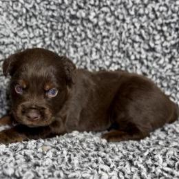 Cornbread - Red tri male Miniature Australian Shepherd puppy in Michie, Tennessee from Acton Aussies
