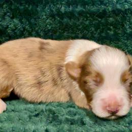 RMM5 - Red merle male Toy Australian Shepherd puppy in Pryor Creek, Oklahoma from DK’s Littles & Co