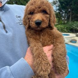 Teal - Red  male Goldendoodle puppy in Indian Trail, North Carolina from Castleberry Doodles and Poodles