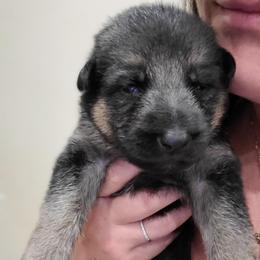 Red - Black and red female German Shepherd puppy in Coatesville, Pennsylvania from Jessica's German Shepherds