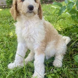 Marlin - Parti male Goldendoodle puppy in Edmond, Oklahoma from Oodles of Doodles and Poodles
