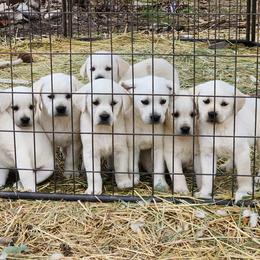 Boy 4 - Labrador Retriever puppy in Priest River, Idaho from Lazy Daisy Labs