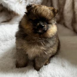 Orion - Orange sable male Pomeranian puppy in Richmond, Kentucky from Pixie Dust Pomeranians