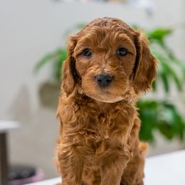 Goldendoodle Puppies from Hey Doods Doodles LLC