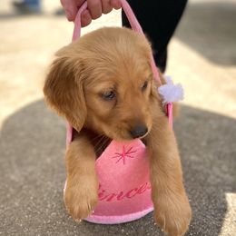 Golden Retriever Puppies from Graceful Goldens