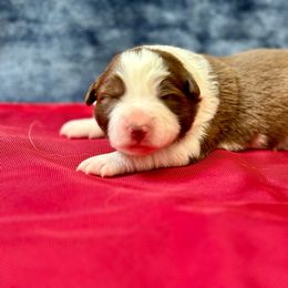 Shortcake - White and red Border Collie puppy in Charleston, South Carolina from Meadow View
