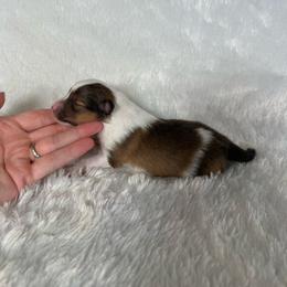 Dolly - Sable and white female Shetland Sheepdog puppy in Germantown, Tennessee from Huckleberry Farms Shelties