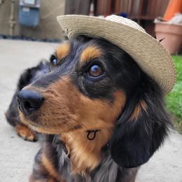 Dachshunds from Cabrera Family Kennels