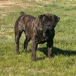 POLO - Boerboel