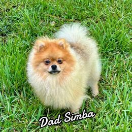 Simba - Pomeranian
