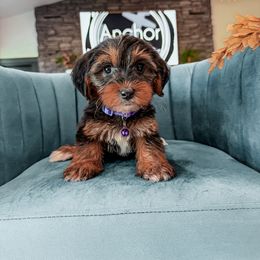 P U R P L E - teddy bear - Tri-color female Yorkipoo puppy in Pleasant View, Utah from Anchor Dogs