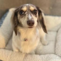 Bristol - Dachshund