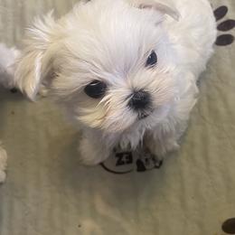 Maltese Puppies from Regal Maltese