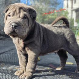 Fungus - Black male Chinese Shar-Pei puppy in Salem, Ohio from WrinkleMonsters