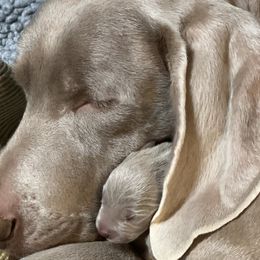 Weimaraner Puppies from Von Luchbach Weimaraners