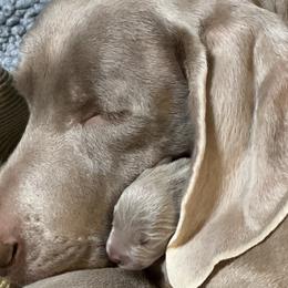 Weimaraner Puppies from Von Luchbach Weimaraners