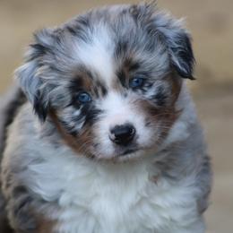 Reggie - Blue merle male Australian Shepherd puppy in Smicksburg, Pennsylvania from Zaneca Aussies