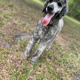 Poodle puppies from Bernedoodles of Florida