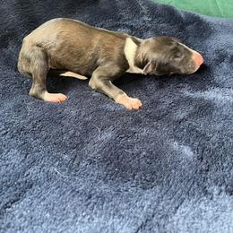 Fraser - Red male Borzoi puppy in Clinton, Tennessee from Ivanhoe Borzoi