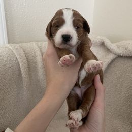 Goldendoodle Puppies from Goosehill Doodles