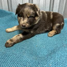 Balboa - Red merle male Australian Shepherd puppy in Whitwell, Tennessee from Owl Hollow Farm