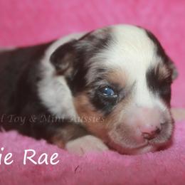 Allie Rae - Blue merle female Toy Australian Shepherd puppy in Godley, Texas from Flying H Toy and Mini Aussies