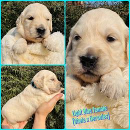 Light blue - Light golden female Golden Retriever puppy in Harrisburg, North Carolina from Bunn Ranch Goldens & Bernese