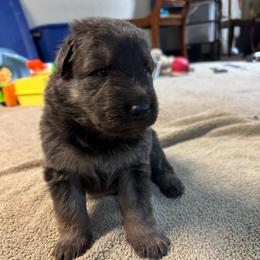 Summit - Blue male German Shepherd puppy in Barnhart, Missouri from Combat Creek German Shepherds