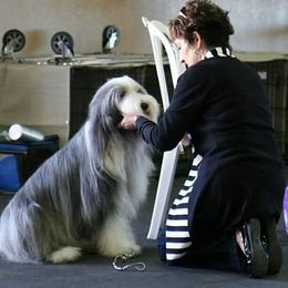 Bearded Collies from Melrose Bearded Collies