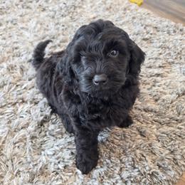Hansel - Black male Goldendoodle puppy in Missouri from Husky Hill Kennel